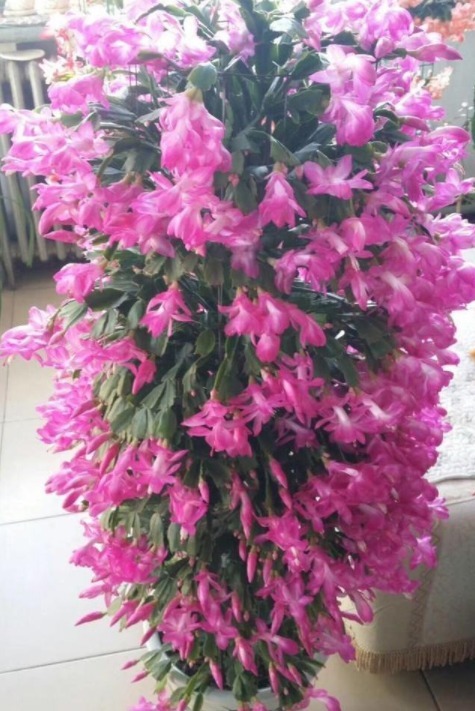 悄悄告诉你，养好“蟹爪兰”，离不开2种水，10天一次，花开满盆