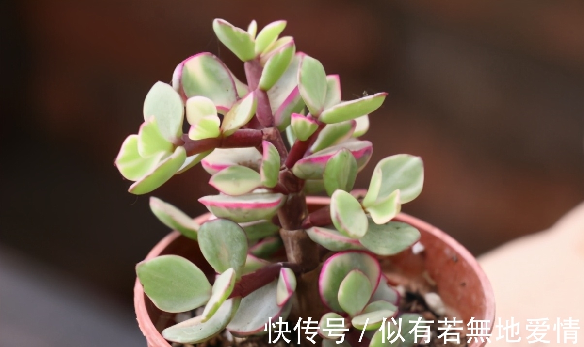 大太阳|春天的雅乐之舞,养它需要“3大”,年底就能枝繁叶茂,色彩艳丽