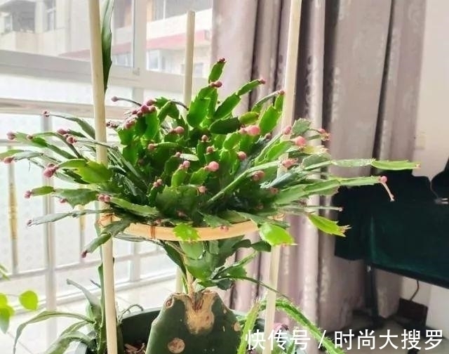 养长寿花,用这法,1年就能成老桩,开满五色花,独特又吉祥