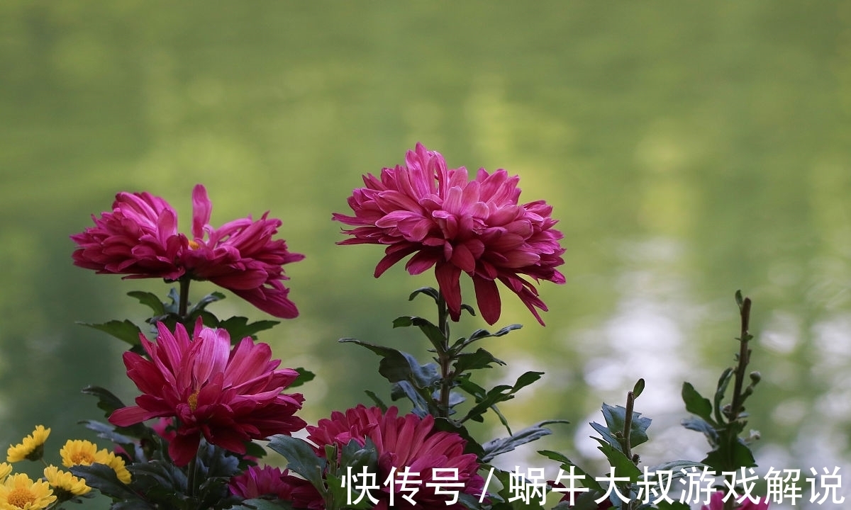 寒霜#诗词:一花开晚遇寒霜,怒把寒霜来化妆