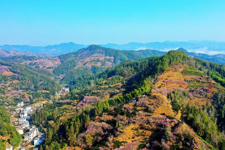 朱砂梅|全国多地进入赏花最佳时期 不负春光一起来踏青！