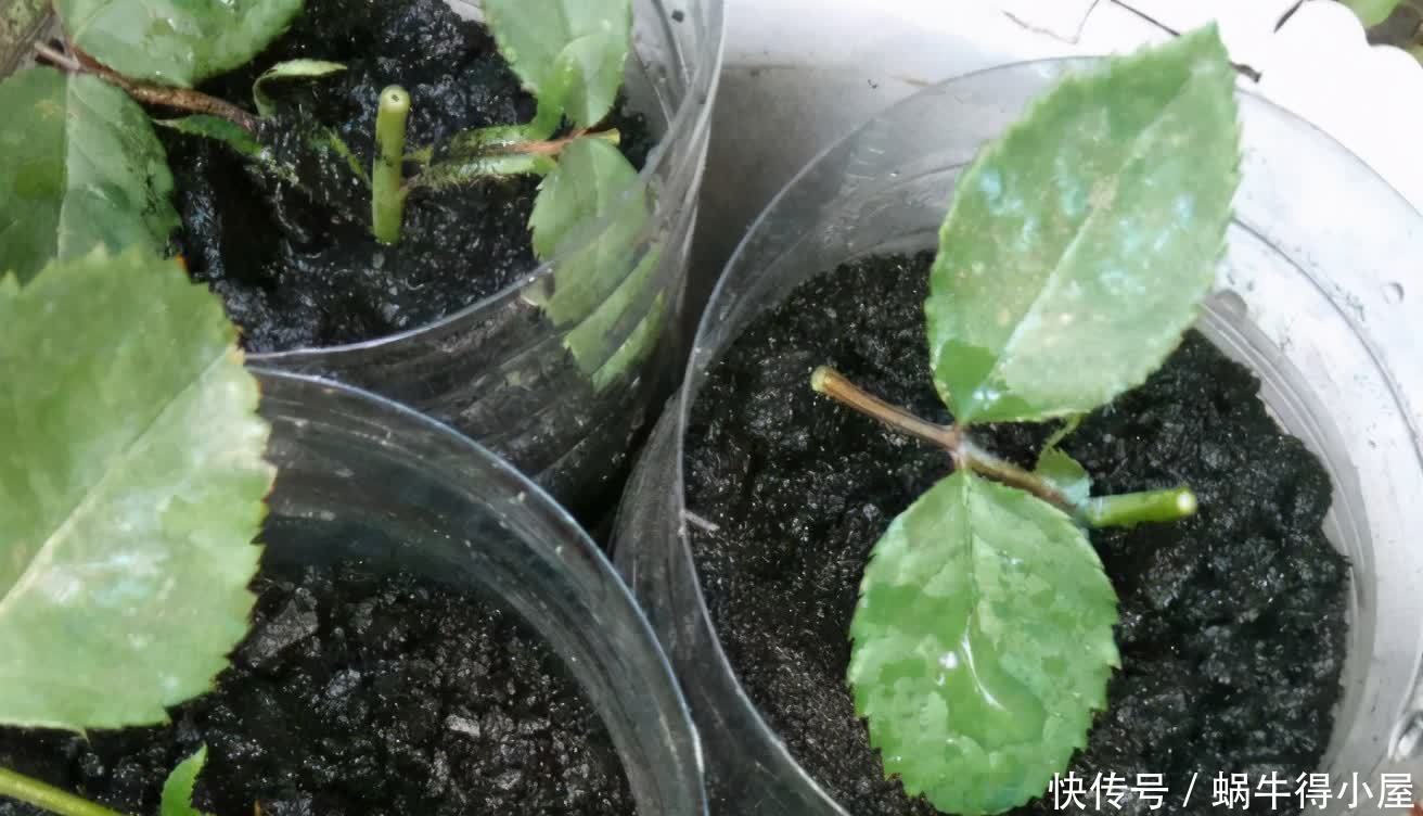 挖掘木炭养花用途:当肥?改善土壤?防治病虫害?