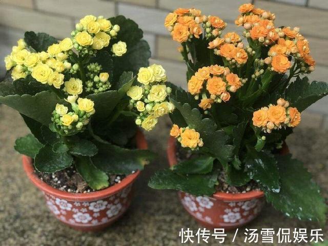 加点肥|长寿花“睡醒了”，修剪打理一番，加点肥就窜花苞，年前正好开花