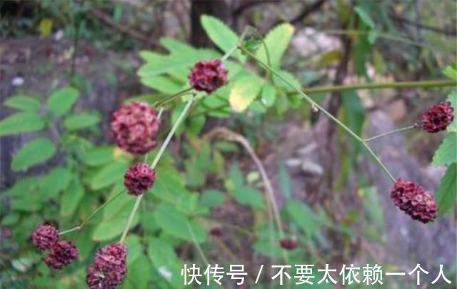 药用价值|这草能长半人高,是极品中药,但农民不识货,常当野草除掉,可惜