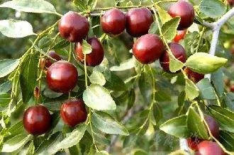 八月瓜|农村野果大全,儿时常吃的味道,吃过15种以上没多少人!