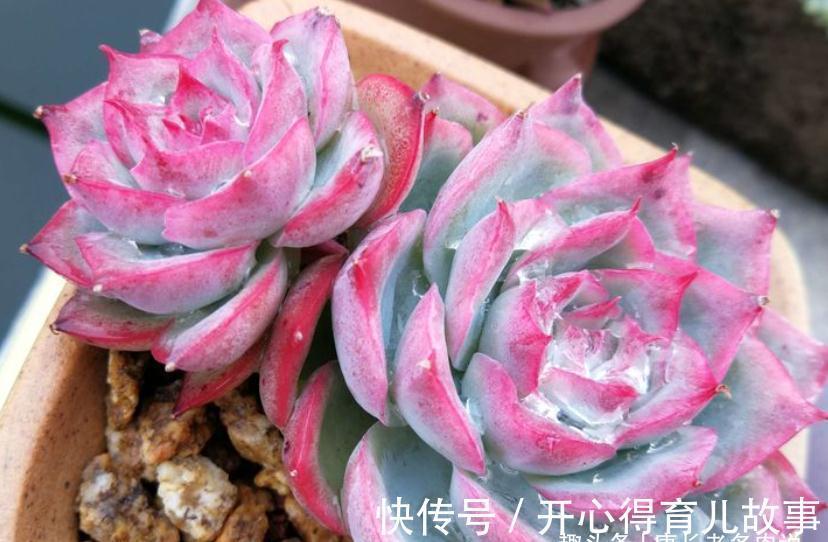 据说今年冬天很冷,大家的多肉准备好越冬了吗?未雨绸缪才安全哦