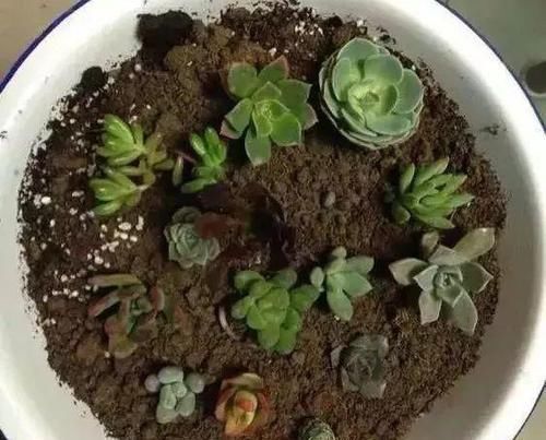 养花|除了花盆之外,这些东西也是绝佳的养花神器,你用过吗?