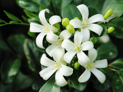 家中养一些带香气的绿植，绿意清新，芳香怡人