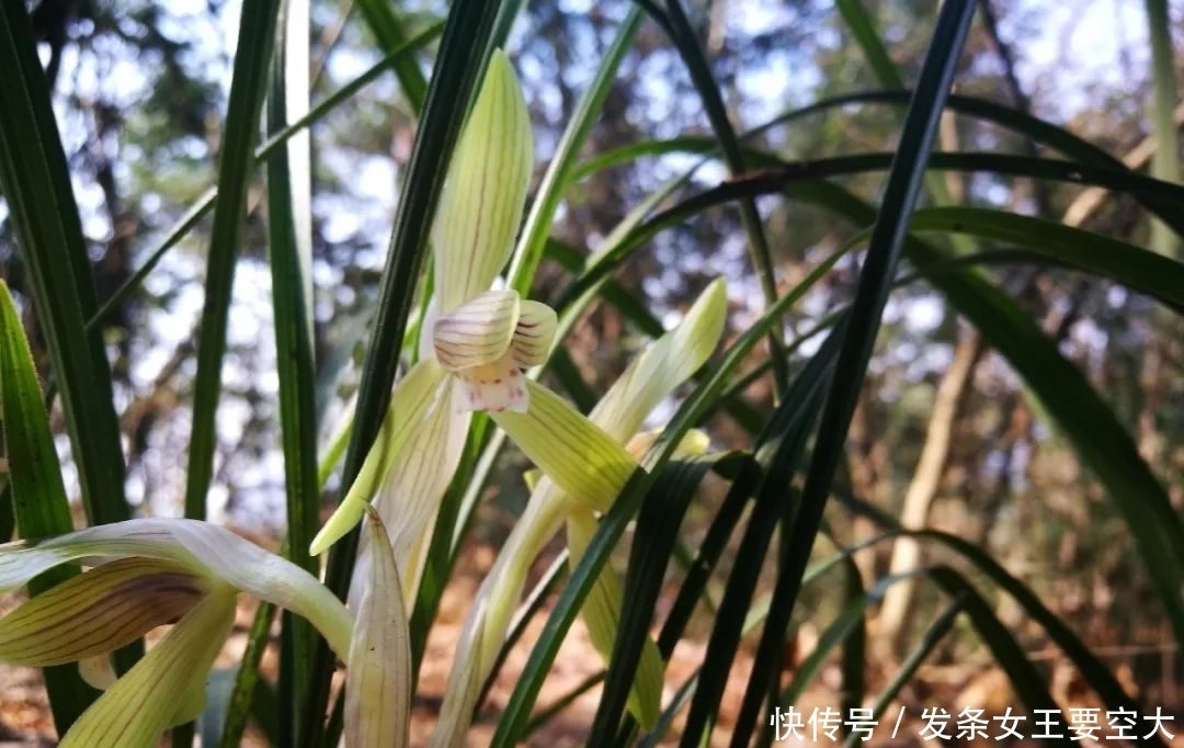 用什么可以去掉腐叶土里的虫?兰友:1块钱就解决