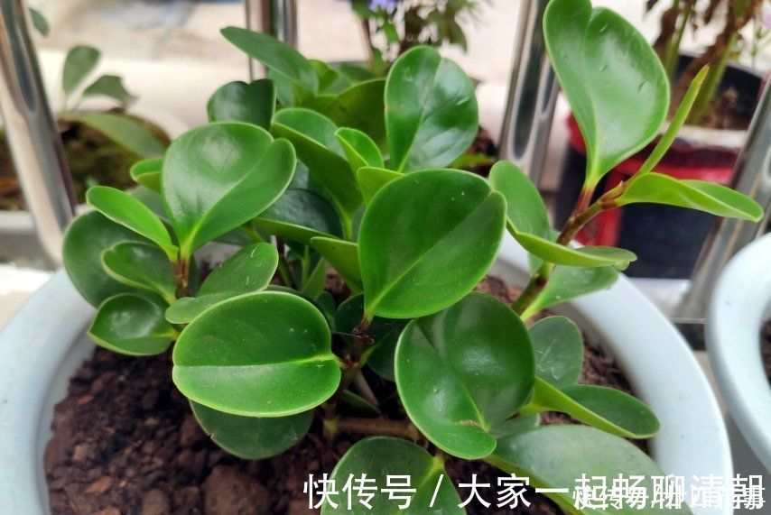 5种花,冬天再干燥也不能“喷水”,不注意黄叶黑斑、烂花苞