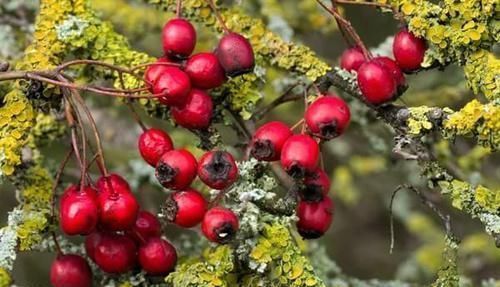 促进|中年人想长寿，适合吃的食物，促进血液循环，降低高血压，显年轻