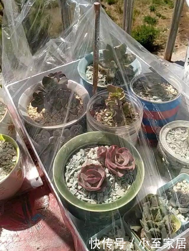 花盆|塑料袋用完先别扔,套在花盆上,用处多多!