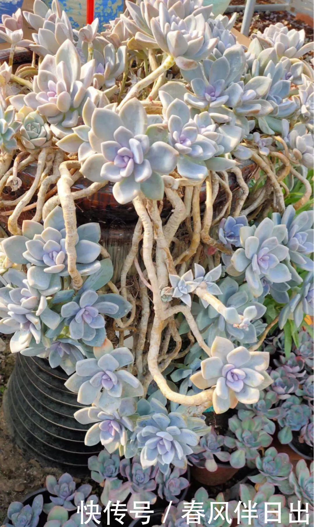 超级耐旱花,整个冬天不浇水,还能胖一圈!