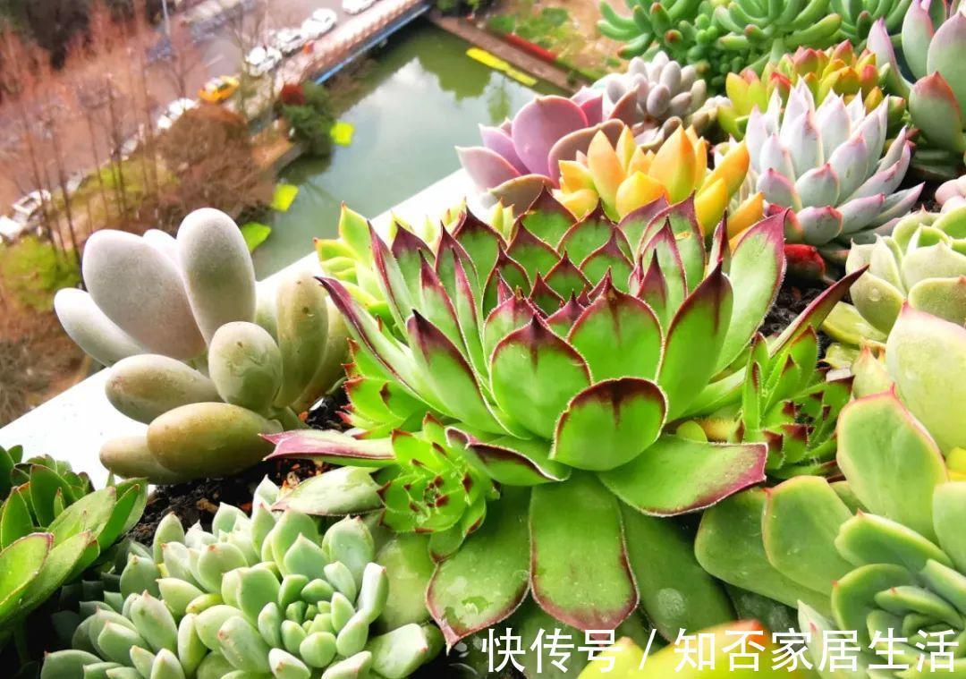 花苞|天热了，20种花最怕浇水，浇得越多，死得越快！