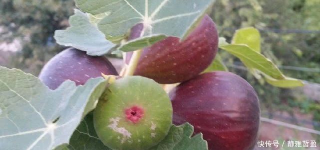 最好养的盆栽水果，集观赏、食用于一身，养好了年年开花结果