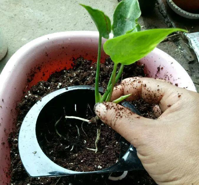 扦插|不用扦插,养花1盆变10盆,把根一掰,成活率翻倍!