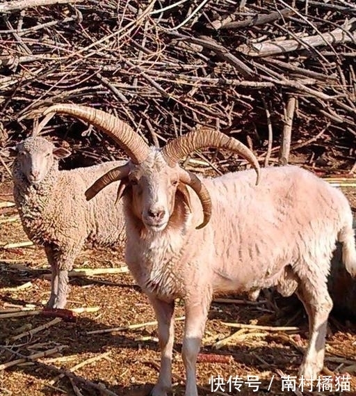 四角羊#四角羊,《山海经》中的四角异兽,现实中却真的存在,而且还不少