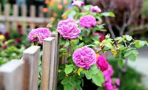 想要月季花开满枝头，早春施肥是关键，可别忽略了！