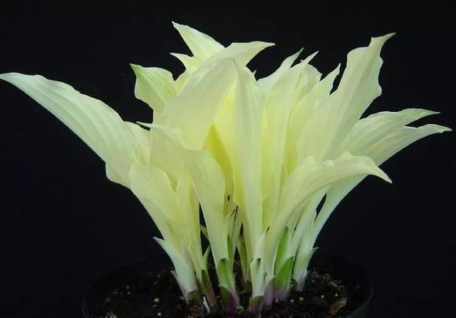 史上最耐阴的花,越阴凉越长得旺,绿萝虎皮兰靠边站