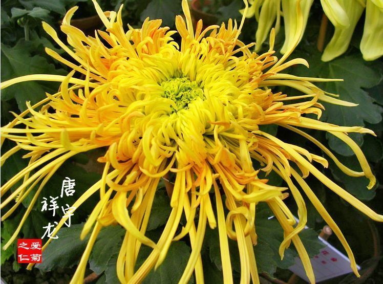 喜欢菊花，就养这几盆“菊中珍品”，似妖娆仙女，香气袭人