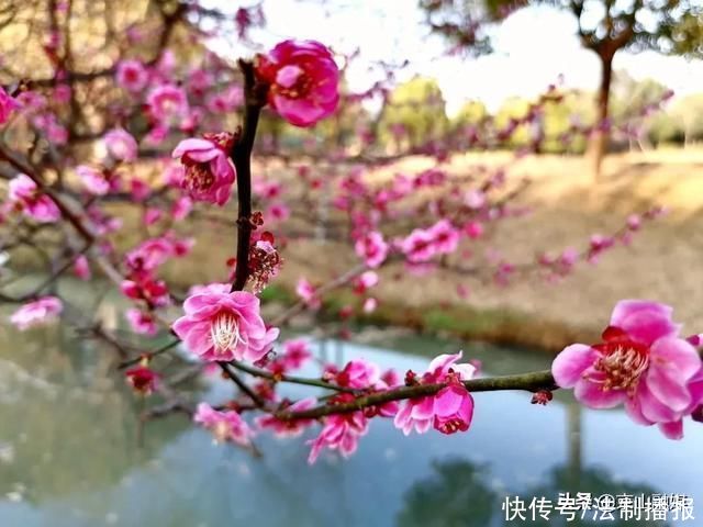 莫负春光赏花时，我在京山这里，等你来