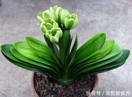 养君子兰,一个“小方法”,叶片整齐又好看,厚实油绿,长爆盆!