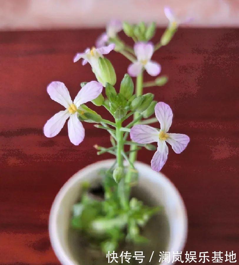 3个月后才回家,家里的花疯了,墙缝、房顶都爬满!