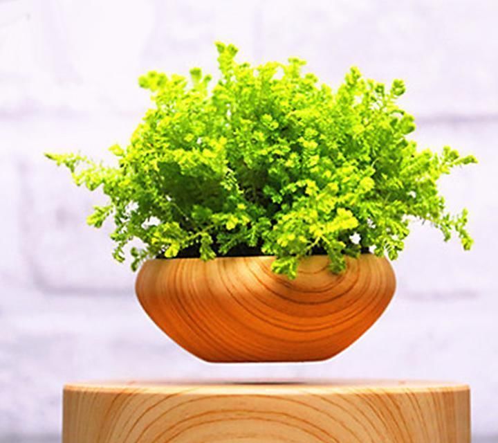 佛焰苞|快扔掉家中发财树,真正好看还能净化空气的是这几种,高级又漂亮