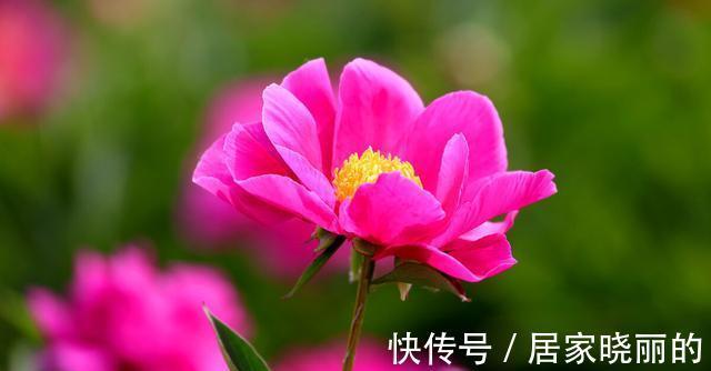 天气变冷，14种花别急着搬到室内，否则不开花或者开花少