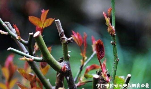 月季|家里月季“睡醒了”,需要给它做“几件事”,才能长得旺,开花多!