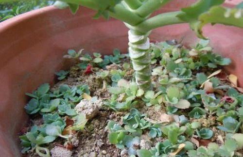 种花|3种花很强悍，盆栽容易爆盆，地栽需三思，泛滥成灾难清除