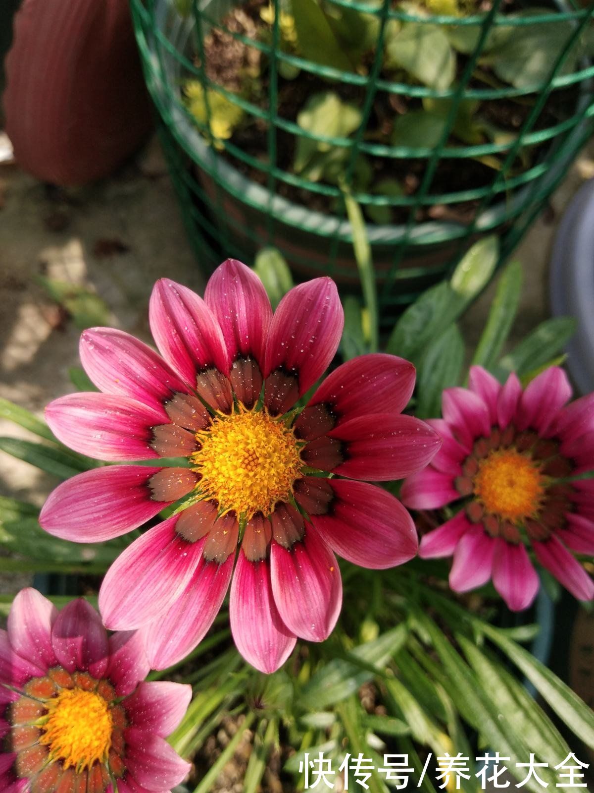 家里有个小窗台，养4种草花，过年开爆盆