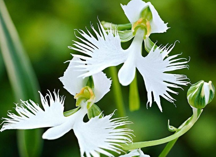此花花形奇异,洁白的花色,宛如翩然欲飞的白鹭,寓意为神秘信念
