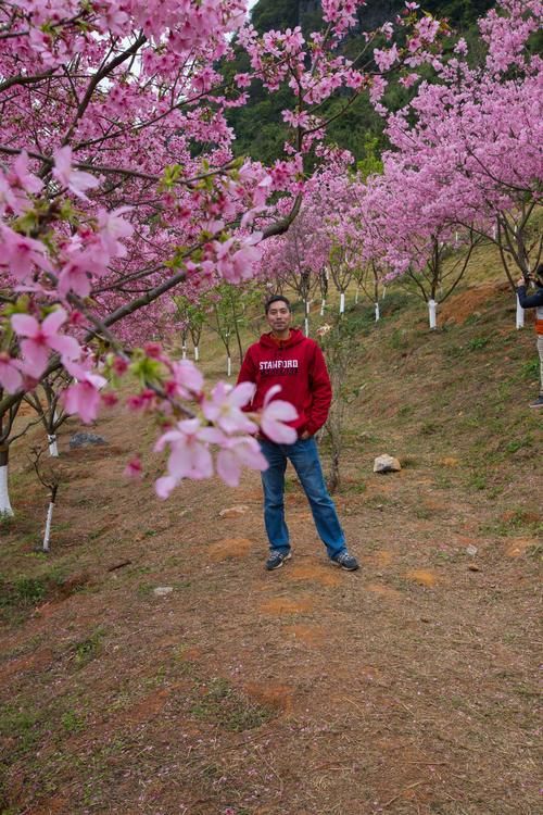 翁源樱花完美绽放，花儿开满枝头，仿佛走进了世外桃源