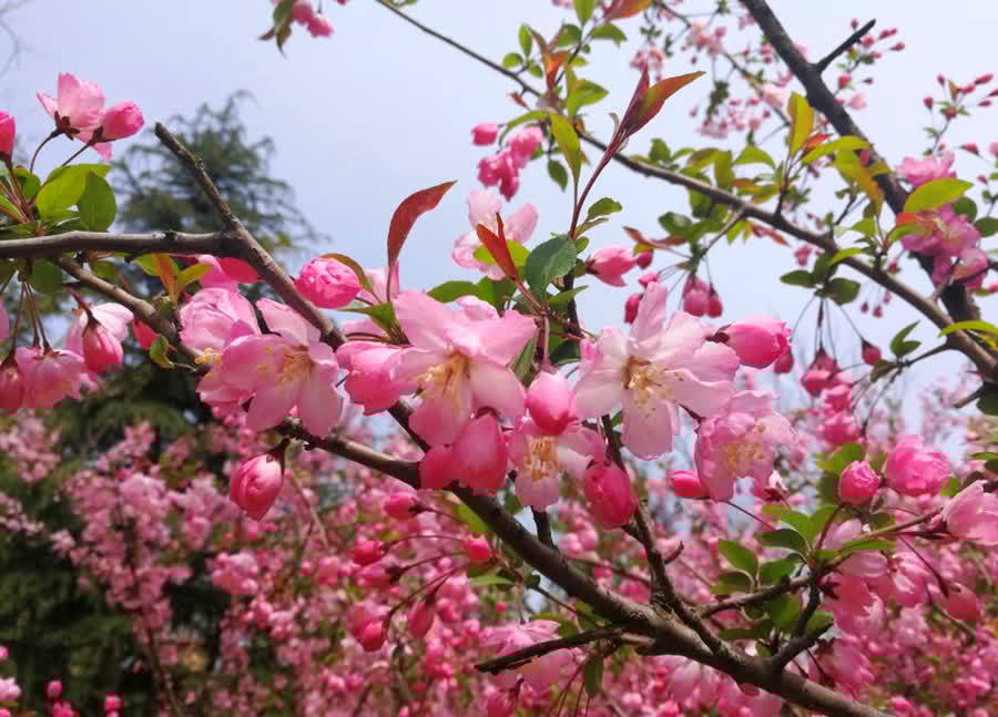 6种新手不要轻易尝试的植物,有需要特别注意的点,学一学