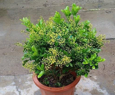 异味|夏天家里养这几种花,散发出的香味清新自然,能够去除家中异味