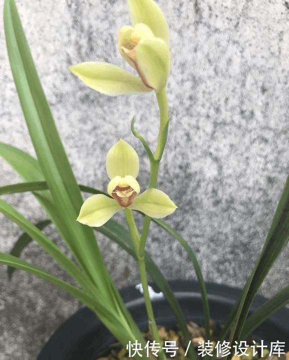 分芽|养5年兰花都不开花,加了1料,花开停不住