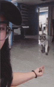 |搞笑GIF:大家看这个二哈血统蠢不蠢呀!