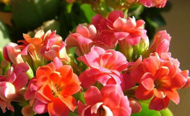 养不好花推荐1个小配方,叶绿花艳长得旺,年年花开效果好