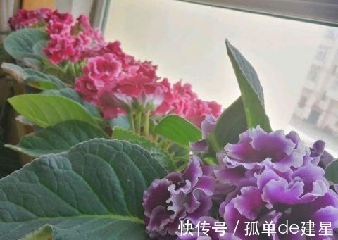 长势|这3种花别喷水,很容易烂叶,管住手长势好!