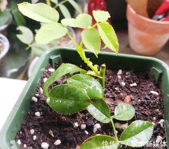 月季之所以生根难,或许是这5点没做好,做好了容易生根!