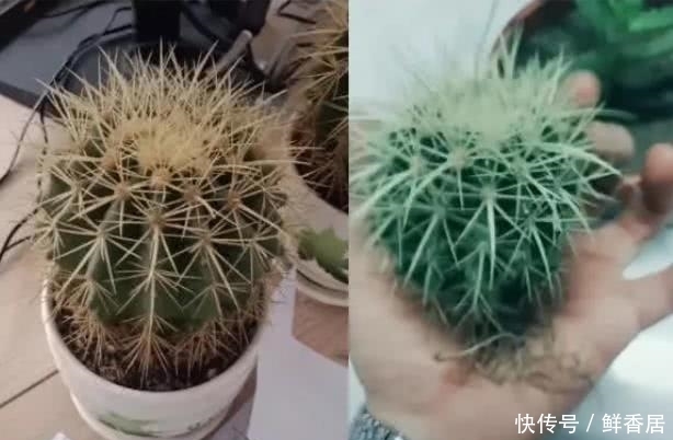 芸芸众物皆可“盘”,盘仙人球忍了,口红忍了,看到美术生过分了