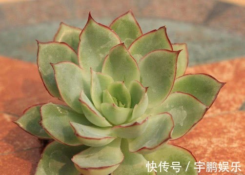 月光女神|多肉月光女神怎么养教你3个小妙招,养出状态最美的月光女神