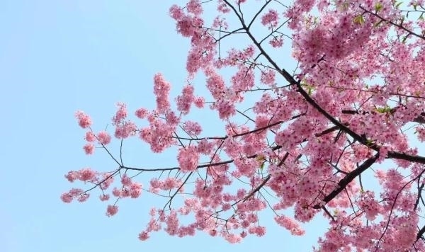 薰衣草|又是一年赏花季!乱花渐欲迷人眼,教你分清谁是谁