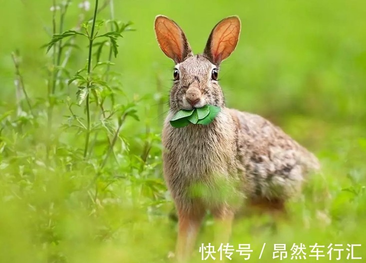 一起长大&新娘洞房出上联:兔子不吃窝边草,难坏新郎,伴郎们对出8个下联