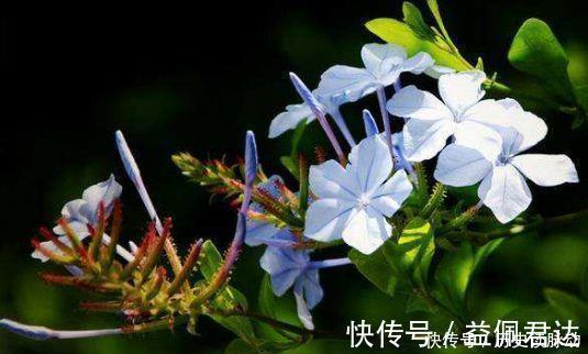 姜科|3种花漂亮又芳香,多季开花,很值得栽培