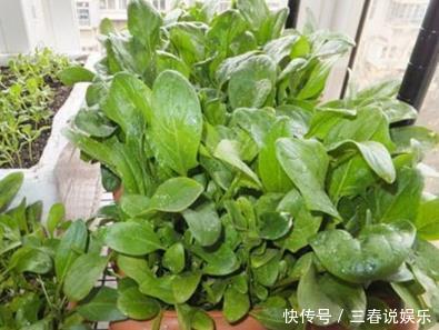 最适合在家种的三种蔬菜,一盆长满一大片,够全家吃一冬!