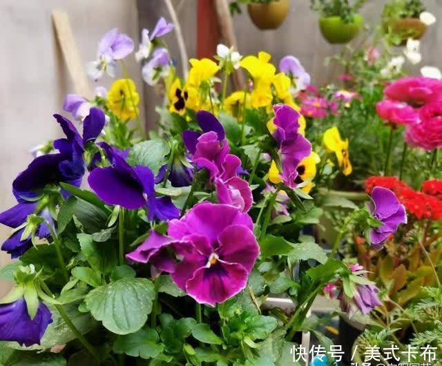 这7种花，夏季养它们，放在露台上，花开一整夏，花量超大