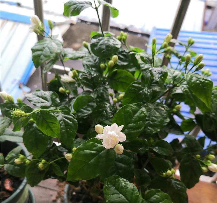 茉莉|6月养茉莉,做好这3点,让茉莉生长有动力,爆花不断