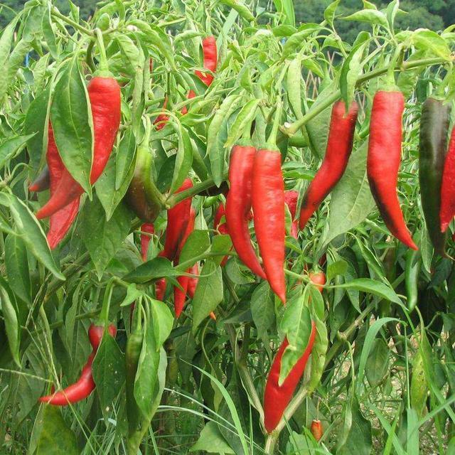 阳台种辣椒,1个油桶用处大!装满肥土,家里辣椒吃到秋天!